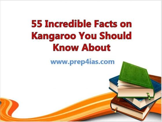 55 Incredible Facts on Kangaroo You Should Know About 2