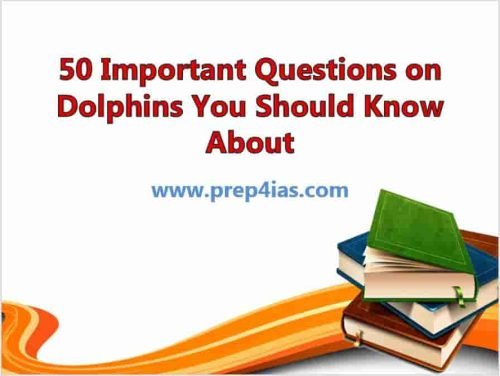 50 Important Questions on Dolphins You Should Know About 7