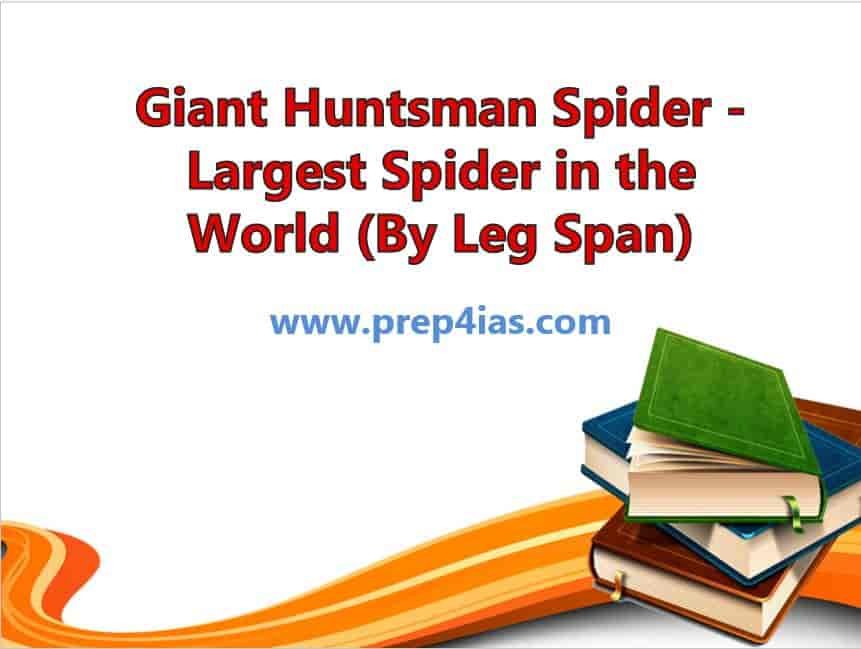 Giant Huntsman Spider - Largest Spider in the World (By Leg Span)